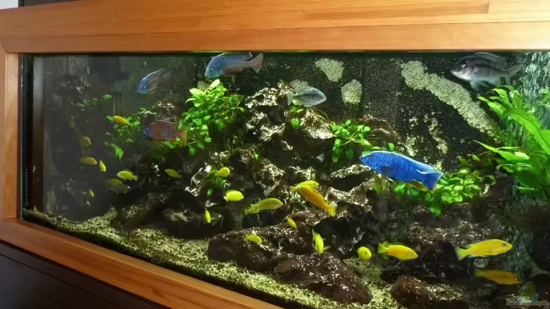 Mein Malawi-Schaubecken von Aquaman (6)