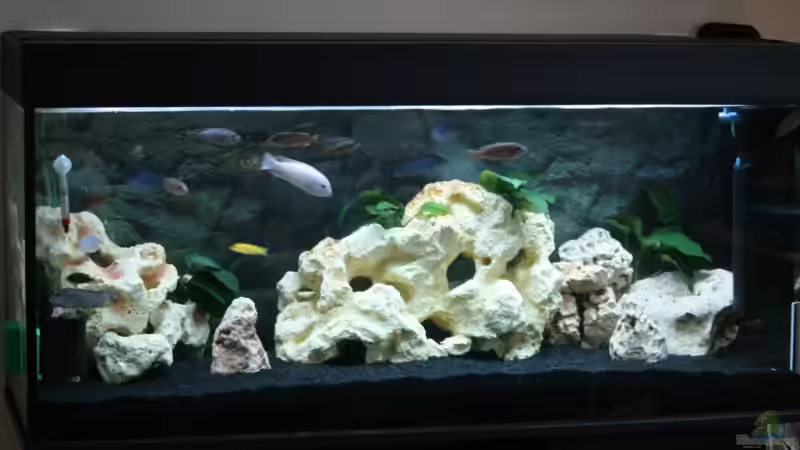 Mein Malawi von vorn von firetux (1)