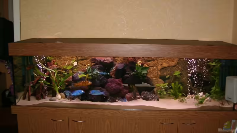 Mein Malawibecken von Marion Goike (1)