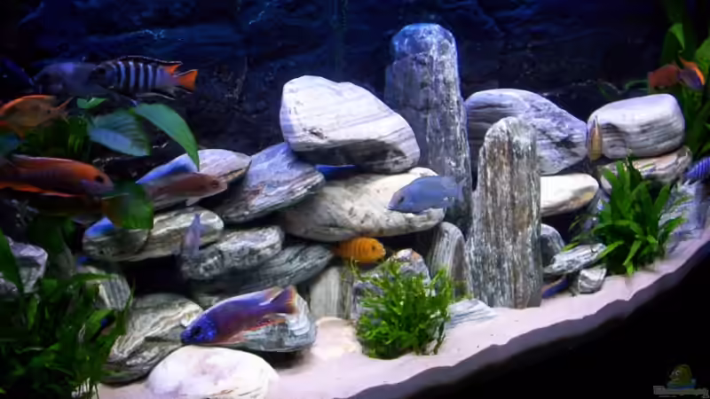 Mein Malawisee Zuhaus von Roland Hofmann (1)