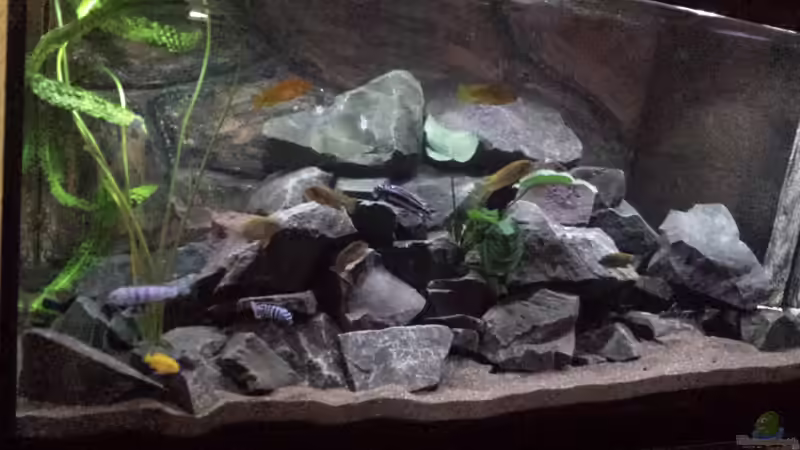 Mein Malawitank von malawiwilly (1)