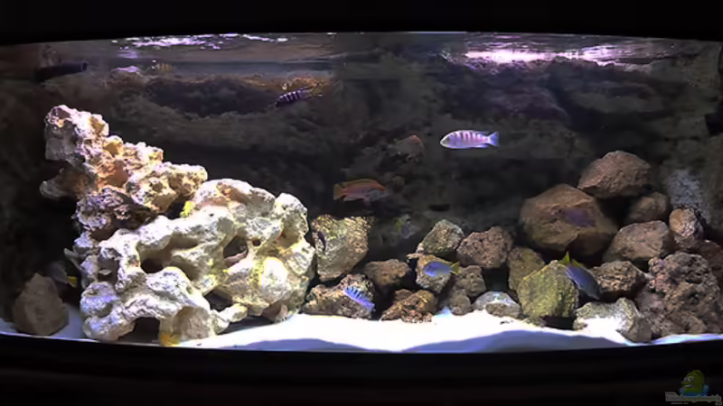 Mein Mbuna Becken von African Lake (1)