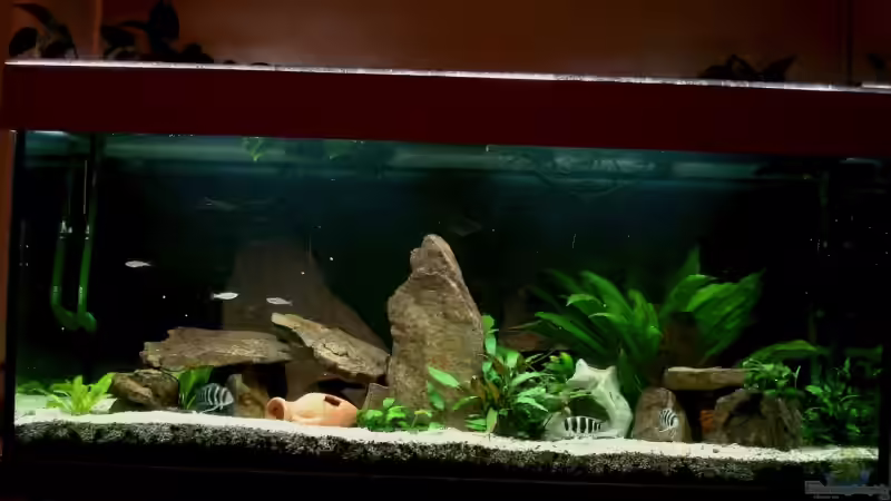 Mein Minitanganjikasee von Benedikt Zimmermann (1)