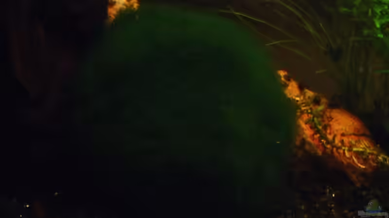 Mein Moosball in einer Bodengrundkuhle, während er an der Wurzel anlehnt. von El Grande (5)