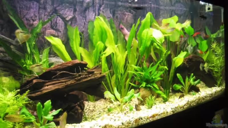 mein ´muschi´ tv :-) von Daniel Hornoff (1)