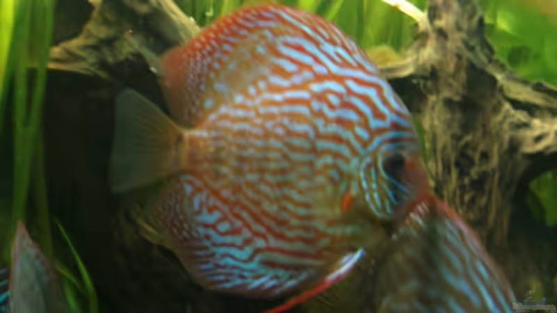 Mein nachträgliches Weihnachtsgeschenk Nr. 1, seit Januar 2012 im Becken, Rottürkis von Sirko Fricke (63)