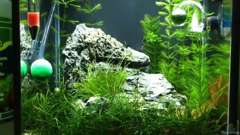 Mein Nano nach knapp 4 Wochen von Nano73 (16)