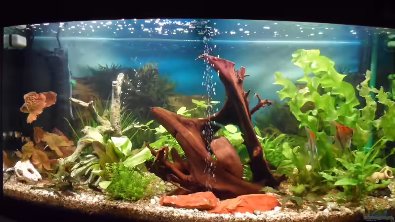 mein neu eingerichtetes Becken im September 2012 von S04Peter (1)