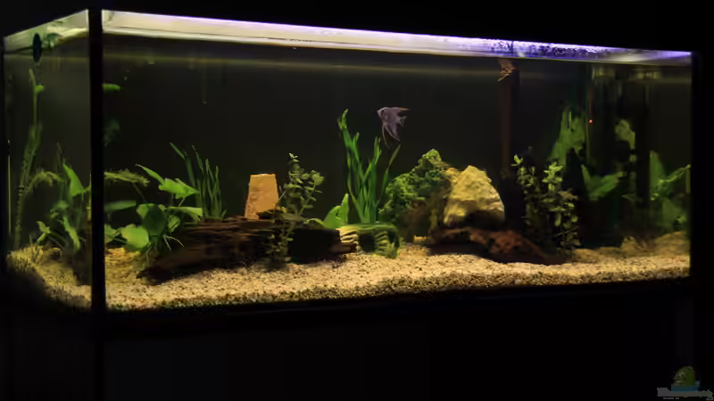 mein neu eingerichtetes Gesellschaftsbecken von Sebastian Wolff (1)