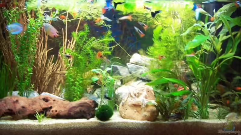 Mein neu gestaltetes Becken