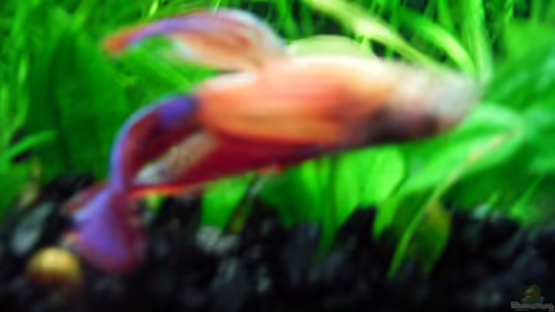 Mein neue Kampffisch am 21.10.2007 von Martin Kind (10)