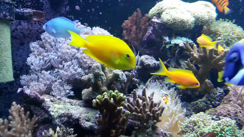 mein neuer ´Doktorfisch´ hats aber zur Zeit noch nicht gut da ihm ein anderer immer atakiert ! von urbi (48)