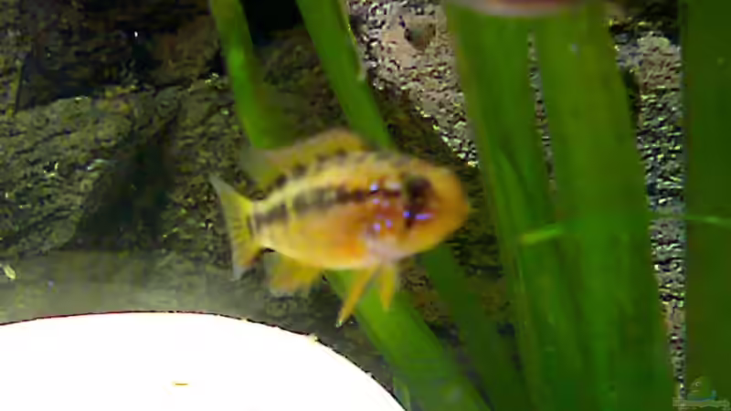 Mein neuer Schatz von Bretti (3)