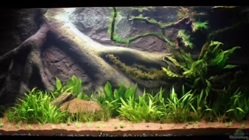 mein neues 130x50x60 ATD Friedeberg 13.06.2009 von Kai Stephanides (1)