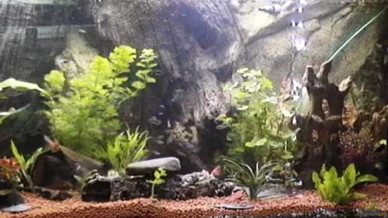 Mein neues Becken 500 l seit 02.05.2008 von Hobytomy (1)