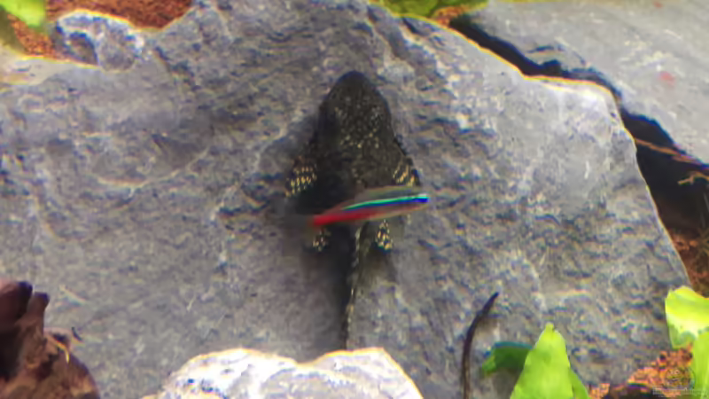 Mein neues Becken (Juwel Rio 300) November 2016 von Ralf Bercke (11)