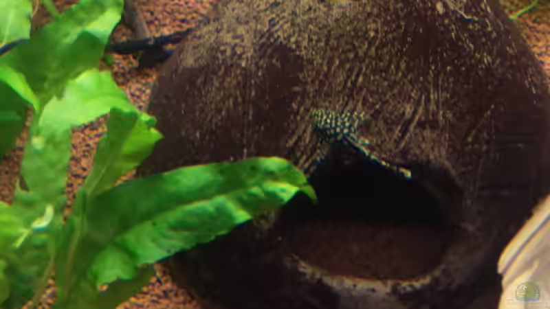 Mein neues Becken (Juwel Rio 300) November 2016 von Ralf Bercke (12)