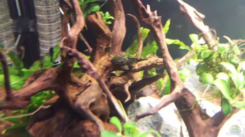 Mein neues Becken (Juwel Rio 300) November 2016 von Ralf Bercke (13)