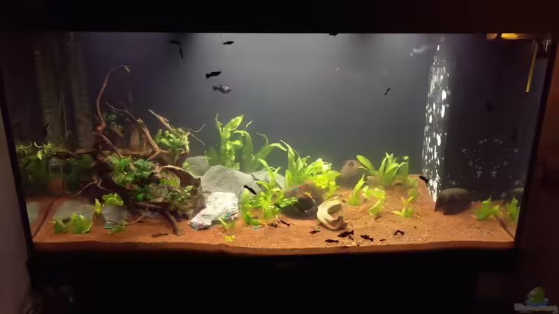 Mein neues Becken (Juwel Rio 300) November 2016 von Ralf Bercke (5)