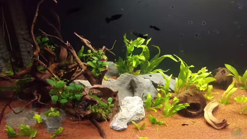 Mein neues Becken (Juwel Rio 300) November 2016 von Ralf Bercke (6)