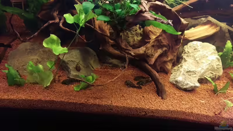 Mein neues Becken (Juwel Rio 300) November 2016 von Ralf Bercke (7)