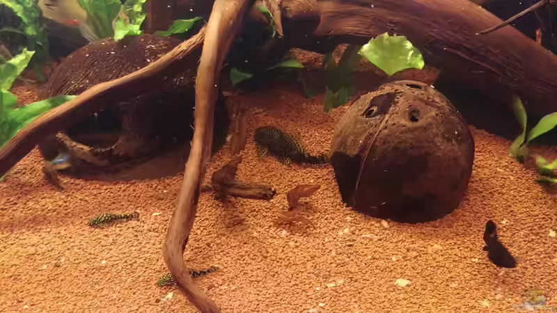 Mein neues Becken (Juwel Rio 300) November 2016 von Ralf Bercke (9)