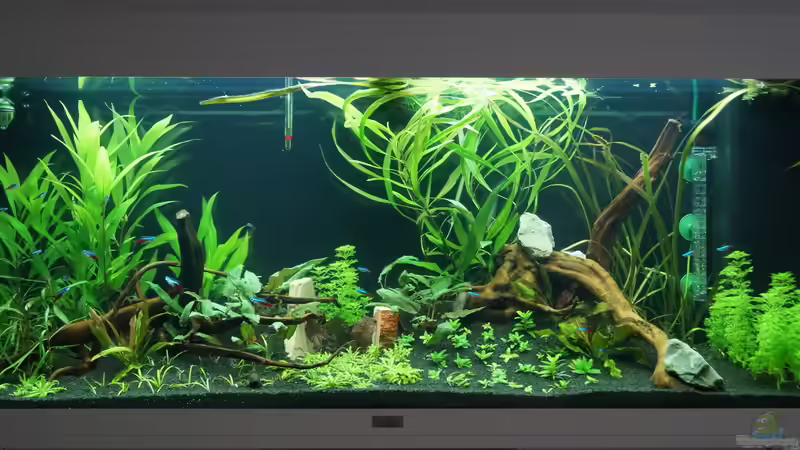 Mein neues Gesellschaftsaquarium von Kevin K. (1)