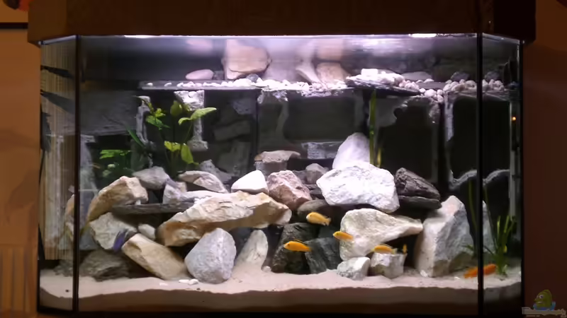 Mein Neues von Ingo Pöck (1)