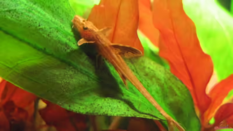 Mein Neuzugang vom 21.12.10. Ein roter Hexenwels! von Opodeldok (30)