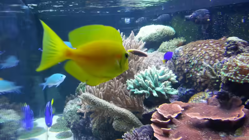 mein Orangefleck Doktorfisch ! von urbi (49)