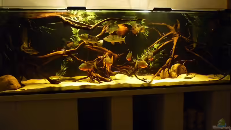 Mein Orinoco  von Monoculus (1)