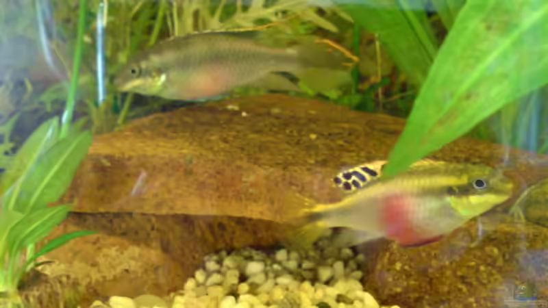 Mein Paar....wunderschöne Farben !! von Peter Krusche (7)