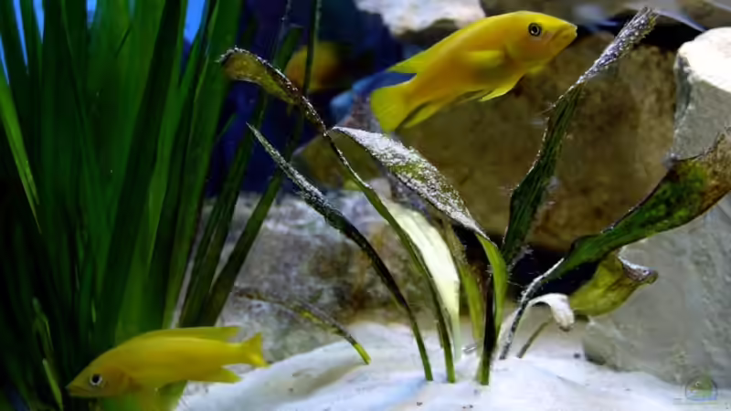 Mein Paar Leleupis welches sehr produktiv ist von Andreas Kosir (4)