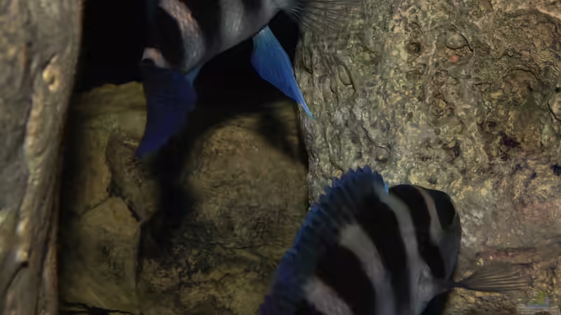 Mein Paar und ganzer Stolz N. tretocephalus von Cichliden-Kabuff (36)