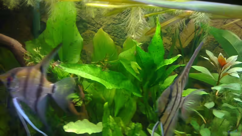 mein päaar Altums von Björn Berg (9)