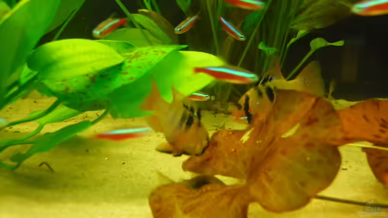 Mein Päarchen von Mario Coordes (13)