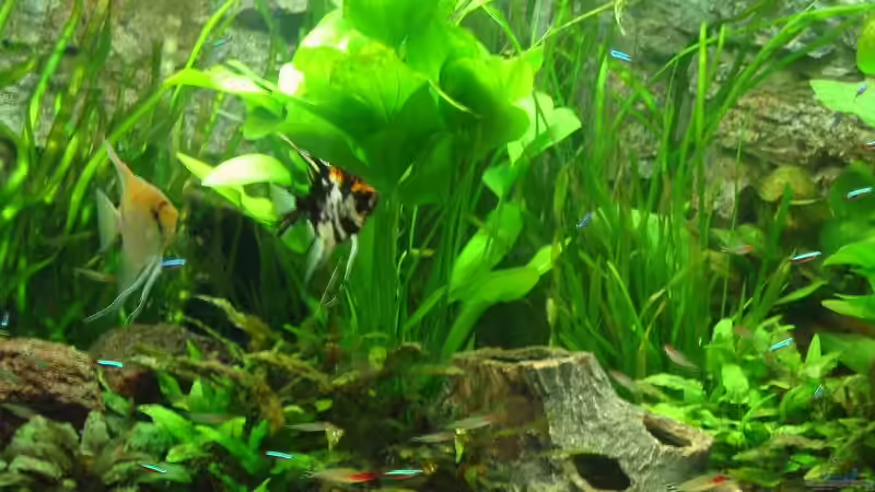 Mein Pärchen in trauter Zweisamkeit von Bämbel (36)