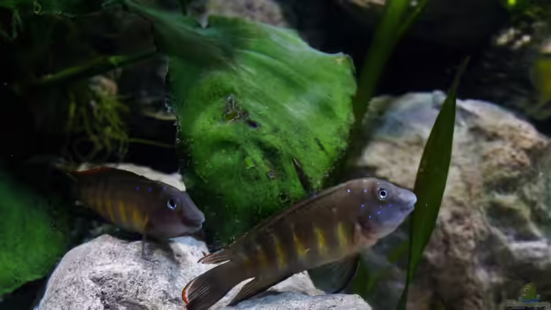 Mein Pärchen von Martina (44)