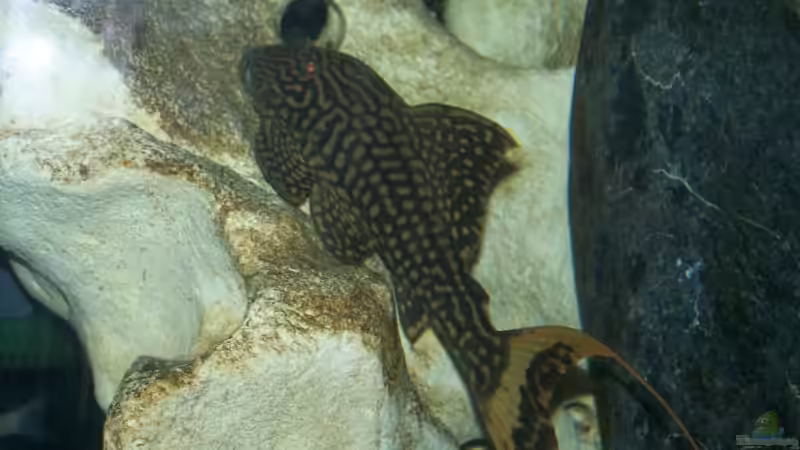 Mein Panaque L 90 von Frank Wissner (8)