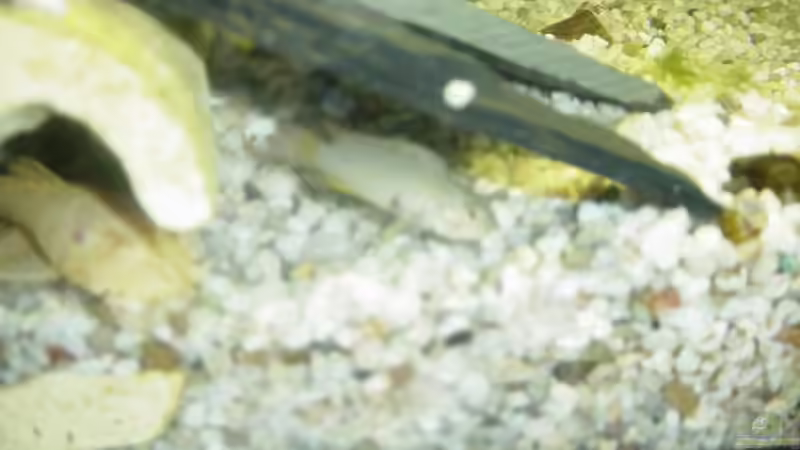 Mein pandurini (nicht mehr in dem becken) von Benjamin Sälzer (5)