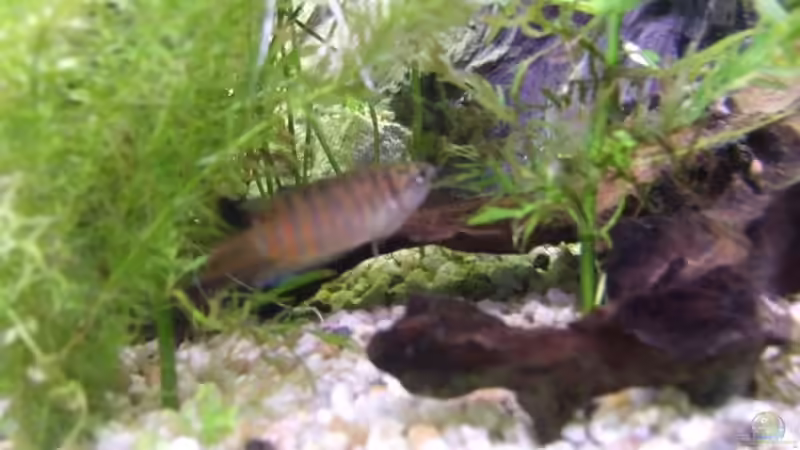 Aquarien für Macropodus opercularis (Paradiesfisch)