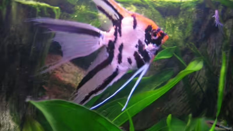 Mein pers.Favorit von Marco Weis (29)