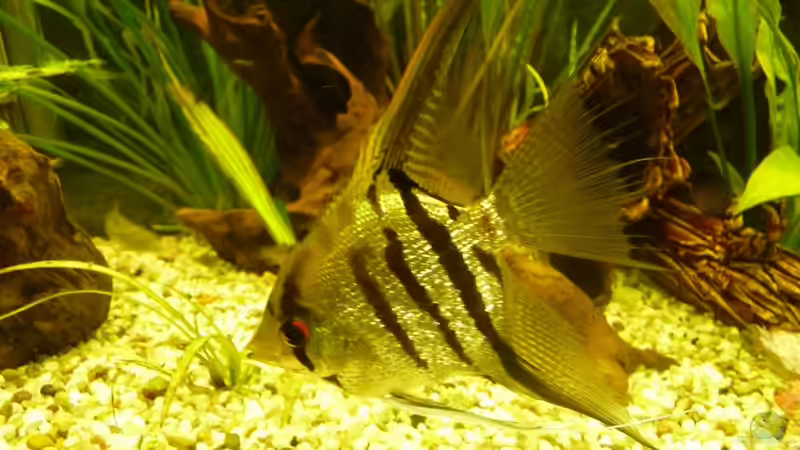 Mein Peru-Altum-Skalar von Josef Braun (29)