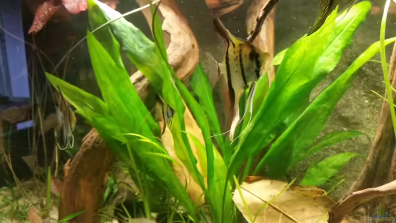 Mein Peru Altum Skalare mitlerweile in der 2 Generation :) von Patrick`s Amazonas (23)