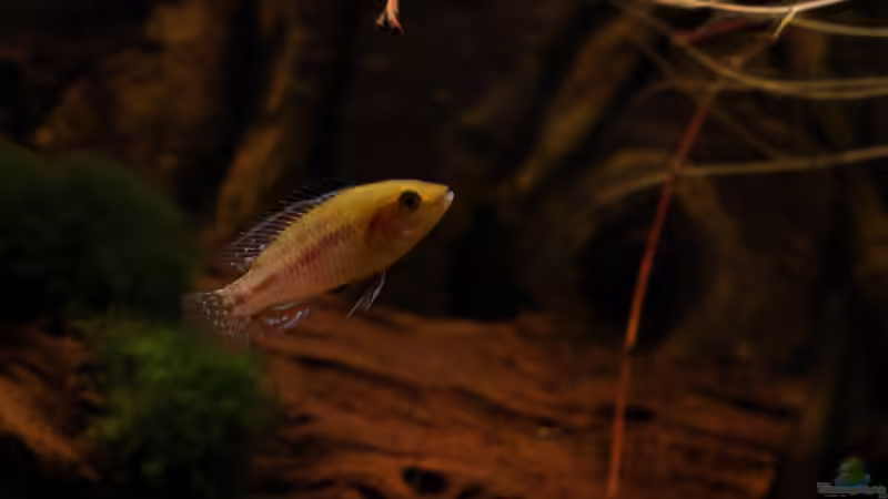 mein ´Platzhirsch´... von die Perle... (50)