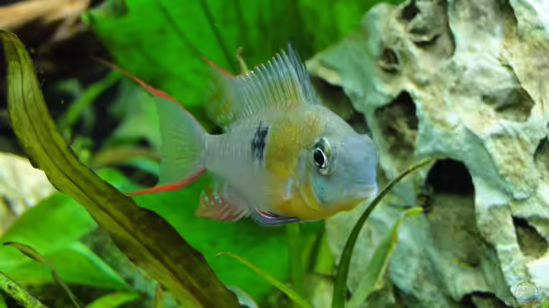 Mein Prachtbarsch von Kirschfleckjäger (17)