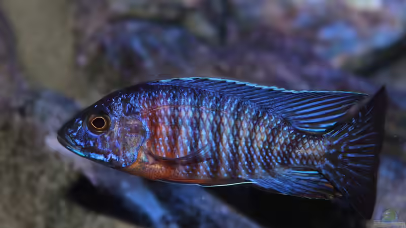 mein Prachtbursche...der red flush von Marco O. (21)