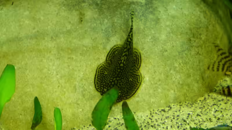 Gastromyzon Arten im Aquarium halten (Einrichtungsbeispiele für Flossensauger)