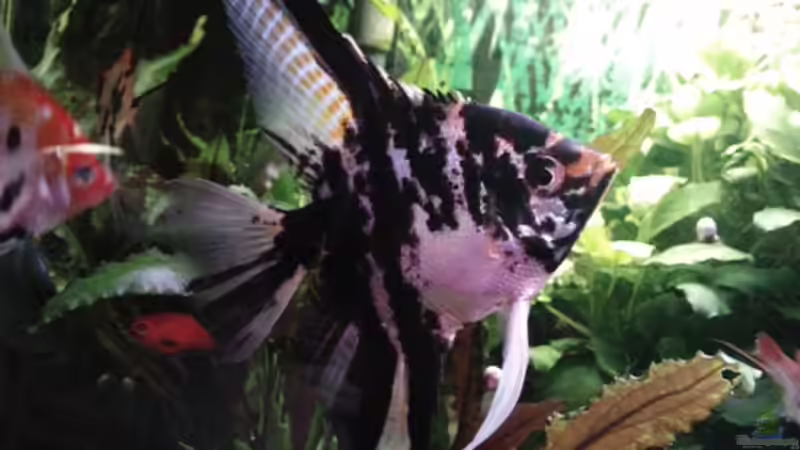 Mein Prachtkerl von DjMiche (3)