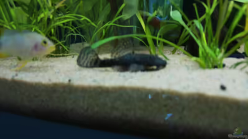 Mein Prachtkerl(frau) von Oliver Strohschein (5)